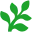 Fern